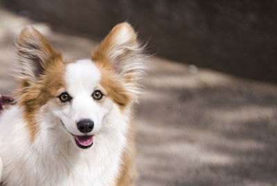 Close-up portrait of a dog