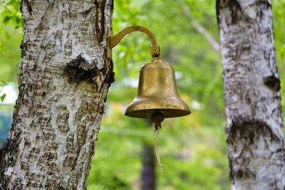 Close-up of metal hanging on tree trunk