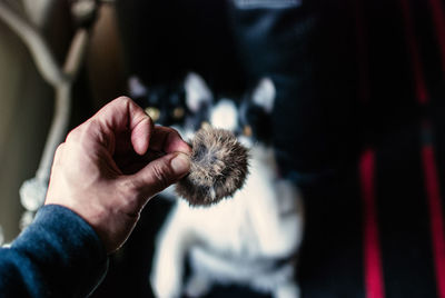 Cropped hand of man holding fur over kittens