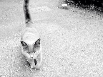 High angle view of cat