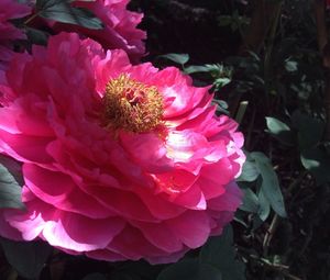 Close-up of pink flowers
