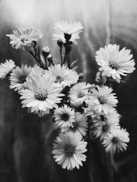 Close-up of white flowering plants