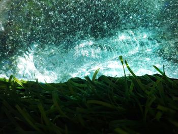 Close-up of plants against water