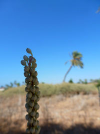 Close-up of plants against clear blue sky