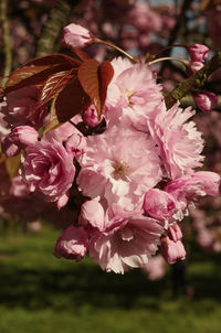 Close-up of pink flowers on tree