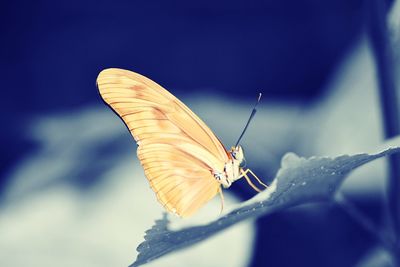 Close-up of butterfly on leaf