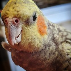 Close-up of a parrot