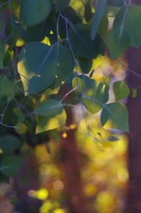 Close-up of plants