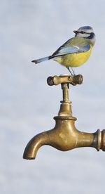 Low angle view of seagull perching on metal against sky