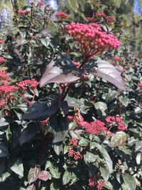 Close-up of red flowering plants