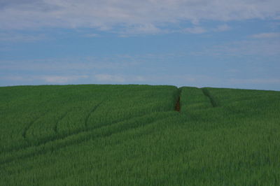 Scenic view of agricultural field against sky