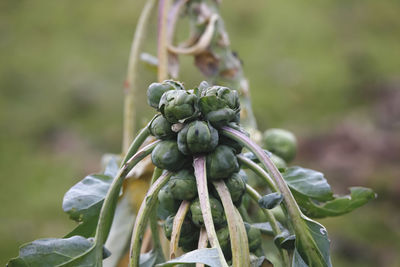 Close-up of fresh green plant