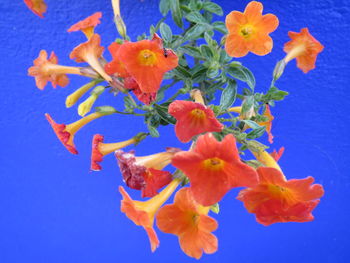 Close-up of flowers against blue sky