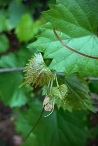 Close-up of green leaves on plant