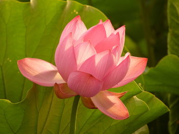 Close-up of pink lotus 