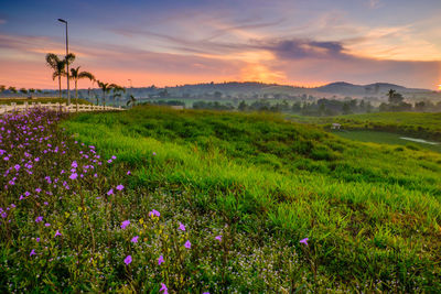 Purple flowering plants on field against sky during sunset