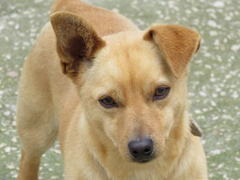 Close-up portrait of dog