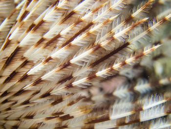 Full frame shot of feather