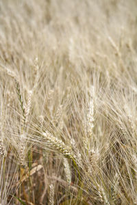 Close-up of wheat growing on field