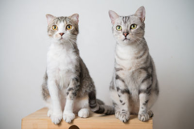 Portrait of cats