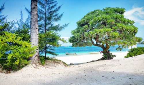 Scenic view of beach against sky