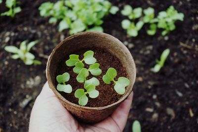 Cropped image of woman holding potted plant at field