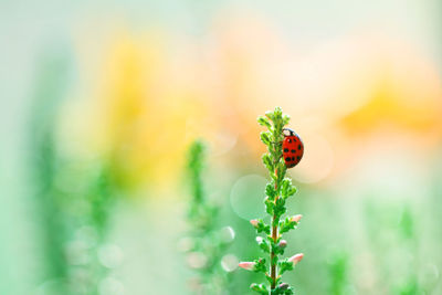 Close-up of ladybug on plant