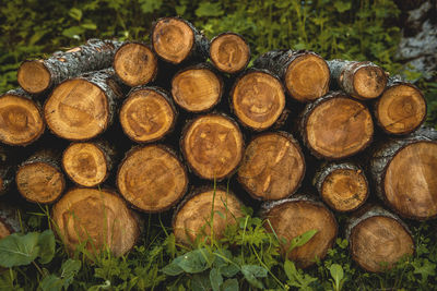 Stack of logs in forest