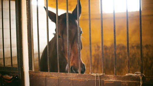 Portrait of horse in stable