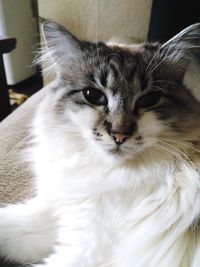 Close-up portrait of a cat at home