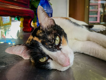 Close-up of cat lying down