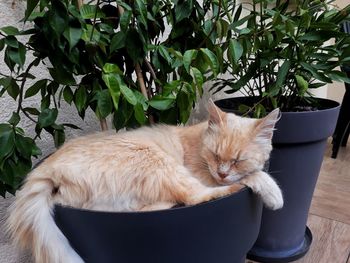 Cat sleeping in a potted plant