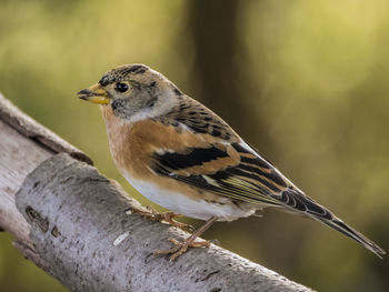 Close-up of bird perching on branch