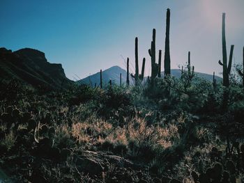 Cactus growing on field against sky