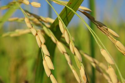 Close-up of stalks in field
