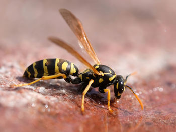 Close-up of insect