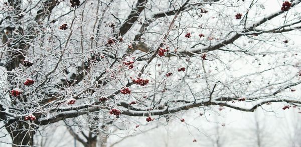 Low angle view of frozen tree against sky