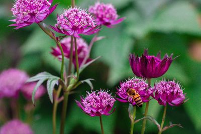 Close-up of pink flowering plants