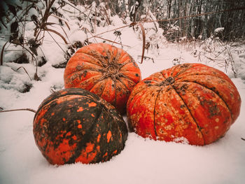 Close-up of pumpkin on field during winter