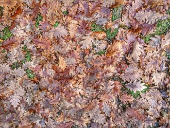 Full frame shot of dry leaves fallen on ground