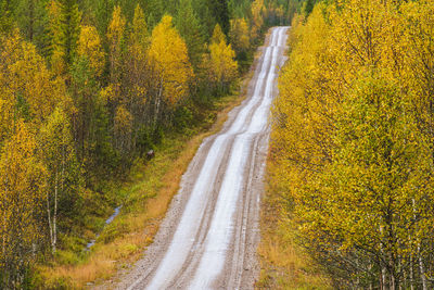 Road through forest, dalarna, sweden