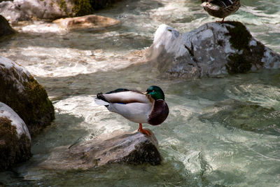 High angle view of bird perching on rock in lake