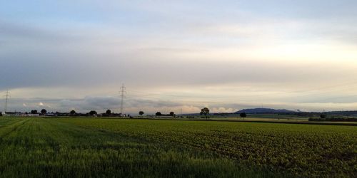 Scenic view of agricultural field against sky