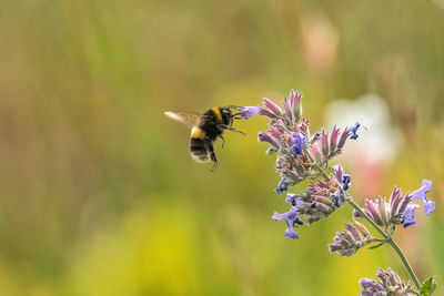 Close-up of bee pollinating on purple flower