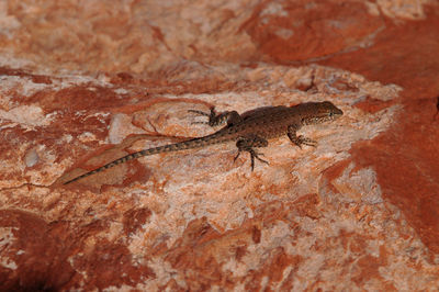 Close-up of lizard