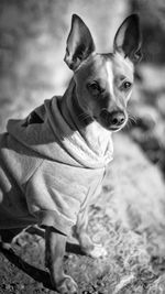 Close-up portrait of dog