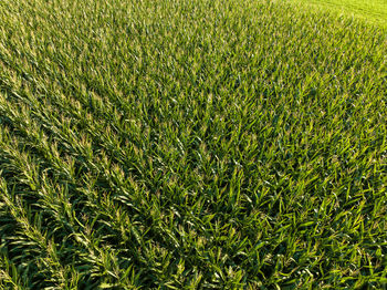 Full frame shot of wheat field