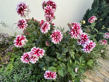 Close-up of pink flowering plants