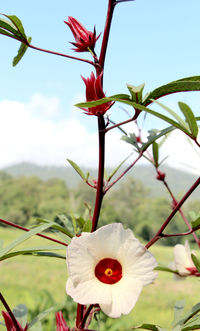 Close-up of red flowering plant against sky