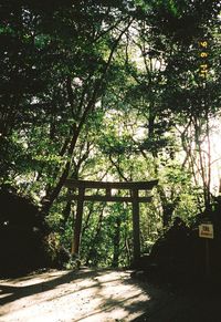 Trees in forest